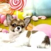 チワワ(ロング)