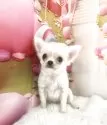 チワワ(ロング)