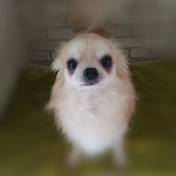 茨城】杉本 真希(すぎもと まき)ブリーダー｜みんなのブリーダー