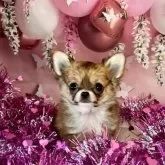 チワワ(ロング)【茨城県・男の子・2023年9月24日・レッド】の写真2