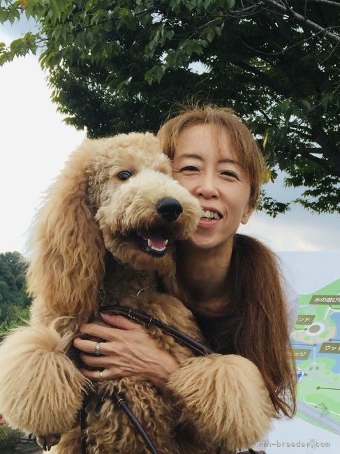 梅村　光(うめむら　ひかる)ブリーダー(愛知県・チワワ(ロング)など・JKC登録)の紹介写真1