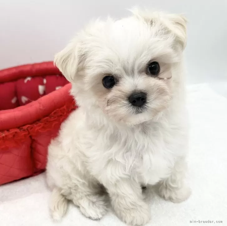 ID:2312-05567の子犬