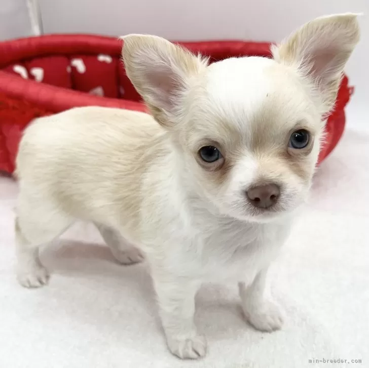 ID:2312-05576の子犬