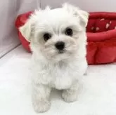 チワマル(マルチーズ×チワワ)【愛知県・男の子・2023年11月1日・ホワイト】の写真2