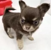 チワワ(ロング)【愛知県・男の子・2023年11月1日・チョコレート&クリーム】の写真3