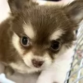 チワワ(ロング)【愛知県・女の子・2023年10月19日・チョコレート&クリーム】の写真3