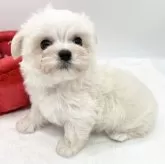 チワマル(マルチーズ×チワワ)【愛知県・男の子・2023年11月1日・ホワイト】の写真4