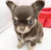 チワワ(ロング)【愛知県・男の子・2023年11月1日・チョコレート&クリーム】の写真4