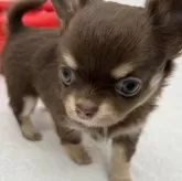 チワワ(ロング)【愛知県・男の子・2023年11月1日・チョコレート&クリーム】の写真5