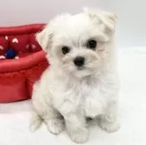 チワマル(マルチーズ×チワワ)【愛知県・男の子・2023年11月1日・ホワイト】の写真5