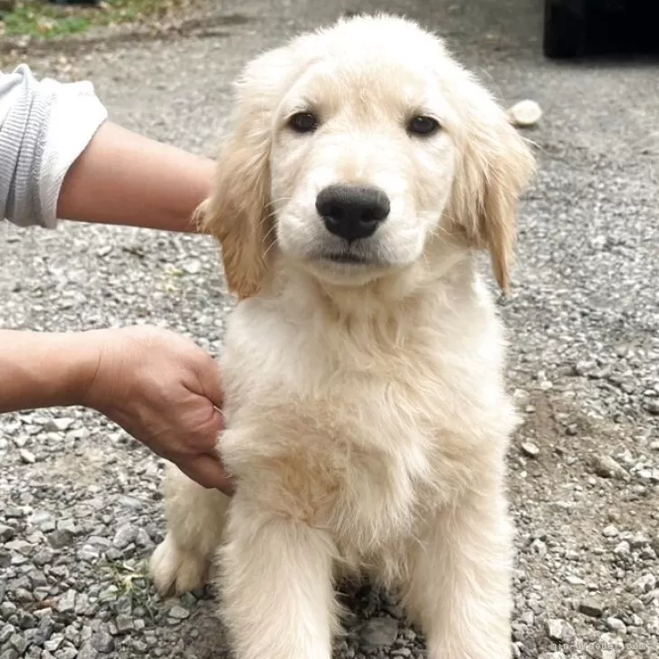 ゴールデンレトリバー【静岡県・男の子・2025年7月31日・ゴールド】の写真1「3か月たちました。だんだん大きくなってきてます。」