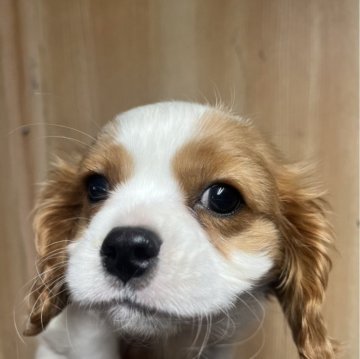 キャバリア【静岡県・男の子・2024年12月16日・ブレンハイム】の写真「元気なかわいい子です」