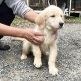 ゴールデンレトリバー