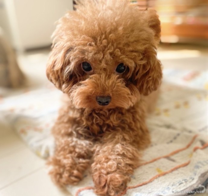 竹内　華代(たけうち　かよ)ブリーダー(滋賀県・トイプードル・JKC登録)の紹介写真4