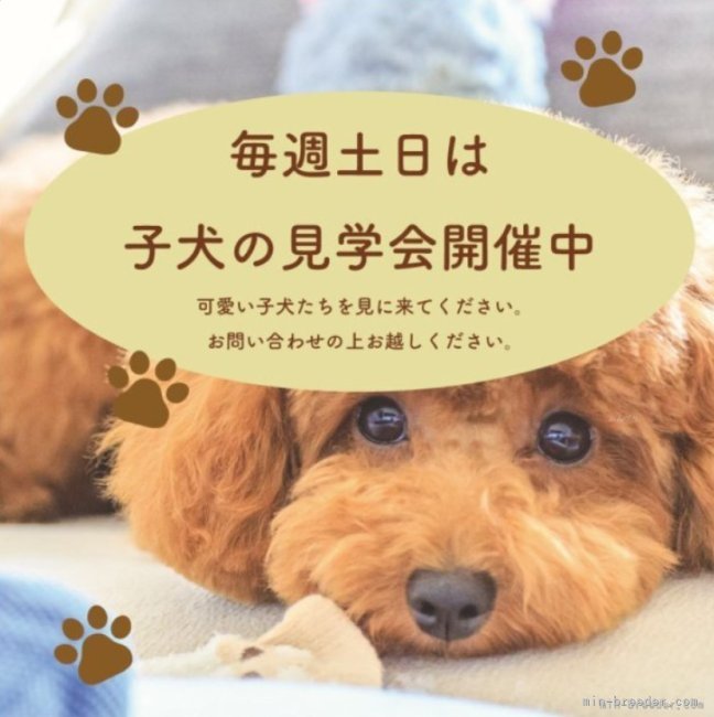 毎週土日は子犬の見学会開催中です✨平日もご予約承っております⭐️｜竹内　華代(たけうち　かよ)ブリーダー(滋賀県・トイプードル・JKC登録)の紹介写真7