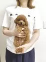 タイニープードル【滋賀県・女の子・2025年7月18日・レッドフォーン】の写真10