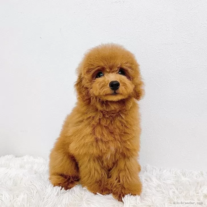 トイプードル(トイ)【滋賀県・男の子・2025年7月13日・レッドフォーン】の写真1