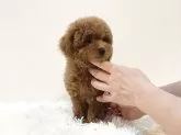 タイニープードル【滋賀県・男の子・2025年2月23日・レッドフォーン】の写真2「可愛いお顔がたまらない男の子です✨🥂」