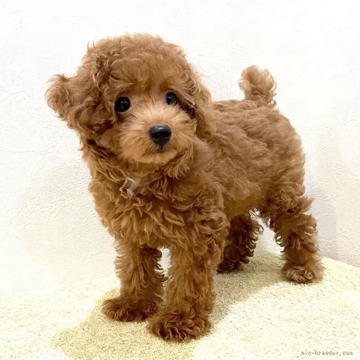 ID：2408-08175の子犬