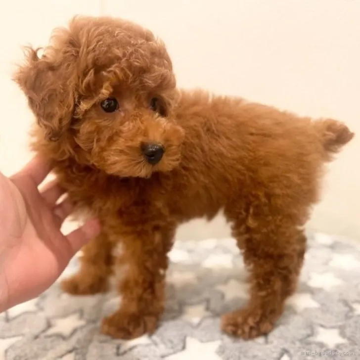 A.K 様のお迎えした子犬