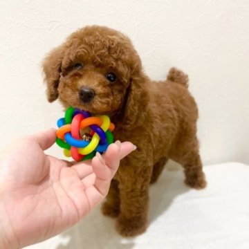 トイプードル(タイニー)【滋賀県・男の子・2023年10月21日・レッド】の写真「少しおっとりな🧸とっても可愛い男の子です✨」