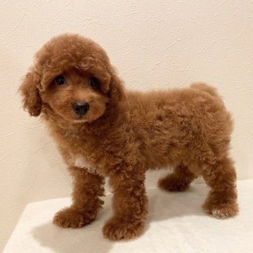 トイプードル(トイ)【滋賀県・男の子・2023年7月7日・レッド】の写真「おっとりマイペースでとっても可愛いお顔の男の子✨」