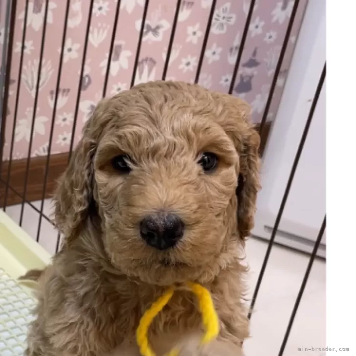 ID:2501-03687の子犬