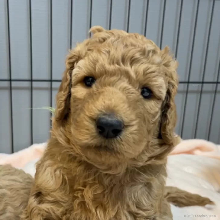 ID：2501-03476の子犬