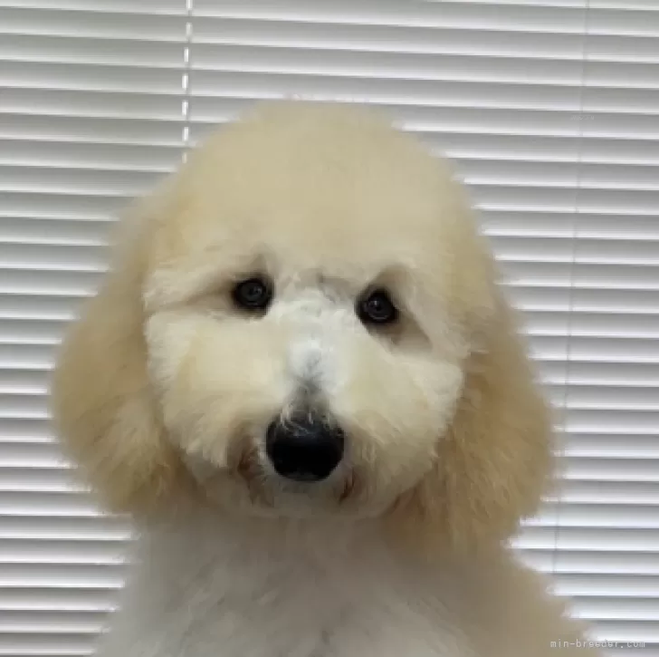 アンスリューム 様のお迎えした子犬