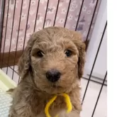 スタンダードプードル【大分県・男の子・2024年12月25日・オレンジフォーン】の写真1