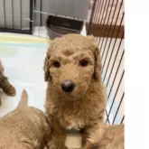 スタンダードプードル【大分県・男の子・2024年12月25日・オレンジフォーン】の写真8