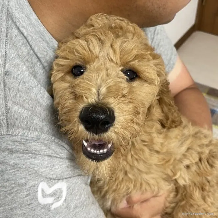 ID：2304-05035の子犬