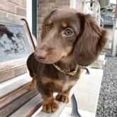 ミニチュアダックスフンド(ロング)【宮城県・女の子・2025年7月13日・チョコレート・タン】の写真12「食育を頑張っているお陰もあり体格はバッチリ立派です❤︎」