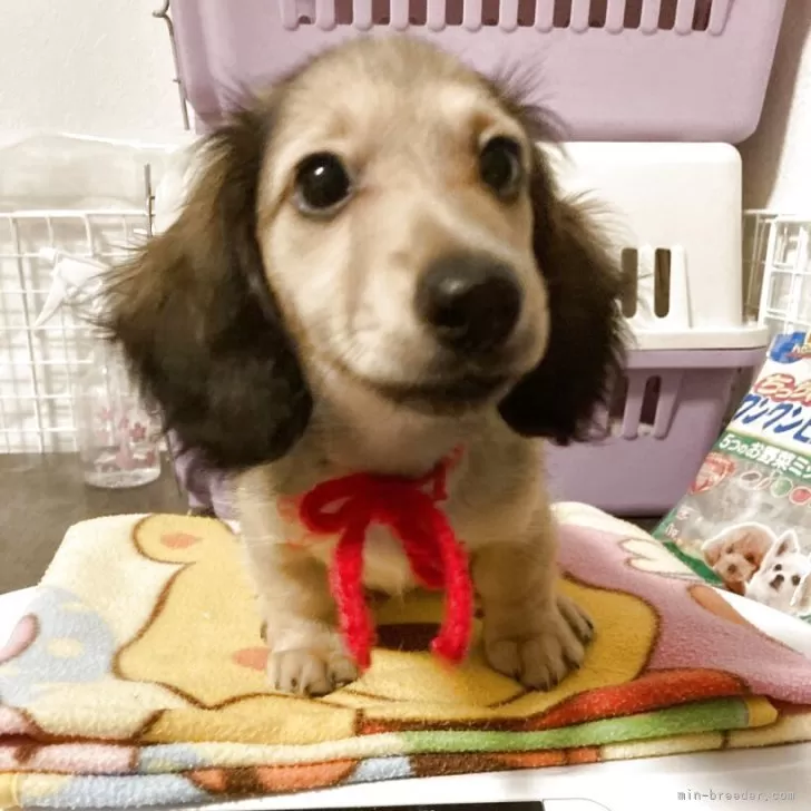 H.T 様のお迎えした子犬