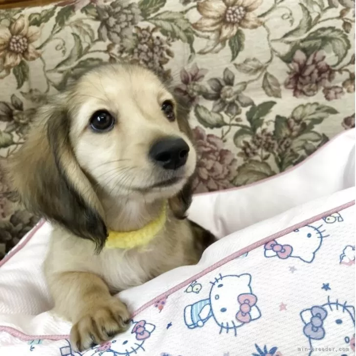 ココア 様のお迎えした子犬