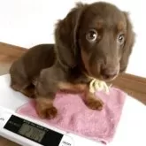 ミニチュアダックスフンド(ロング)【宮城県・女の子・2025年7月13日・チョコレート・タン】の写真7「ズッシリ感が増し大きめが好みな方に❣️クレート慣れ、人慣れなどを頑張ってくれています」