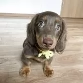 ミニチュアダックスフンド(ロング)【宮城県・女の子・2025年7月13日・チョコレート・タン】の写真8「何でもかじってみたい時期で、叱ると言い訳を返しているような声を出す可愛さ💛」