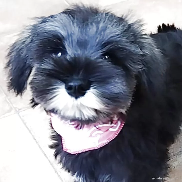 ミニチュアシュナウザー【神奈川県・女の子・2025年8月16日・ソルト&amp;ペッパー】の写真1