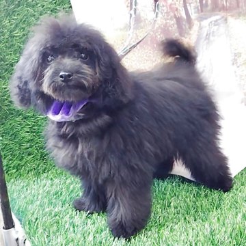 トイプードル(ティーカップ)【神奈川県・女の子・2025年6月19日・シルバー】の写真「ミニミニサイズ❣️」