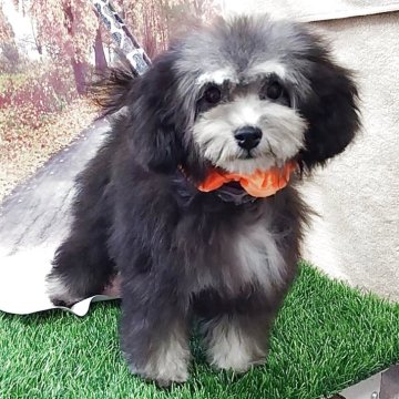 タイニープードル【神奈川県・女の子・2025年6月19日・シルバー】の写真「お色明るめ❣️」