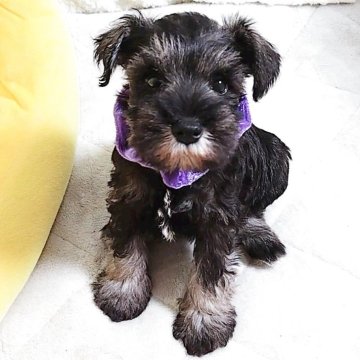 ミニチュアシュナウザー【神奈川県・女の子・2025年8月16日・ソルト&ペッパー】の写真「美人姉妹❣️」