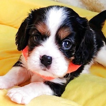 キャバリア【神奈川県・男の子・2025年8月24日・トライカラー】の写真「イケメン❣️」