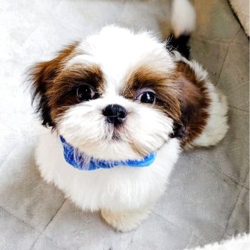 シーズー【神奈川県・男の子・2025年6月13日・ホワイト&ゴールド】の写真「イケメン❣️甘えん坊❣️」