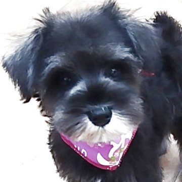 ミニチュアシュナウザー【神奈川県・女の子・2025年8月16日・ソルト&ペッパー】の写真「美人姉妹❣️」