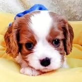 キャバリア【神奈川県・男の子・2025年8月24日・ブレンハイム】の写真1