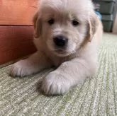 ゴールデンレトリバー【北海道・男の子・2025年9月17日・ゴールド】の写真12