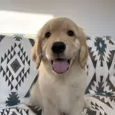 ゴールデンレトリバー【北海道・女の子・2025年9月17日・ゴールド】の写真14