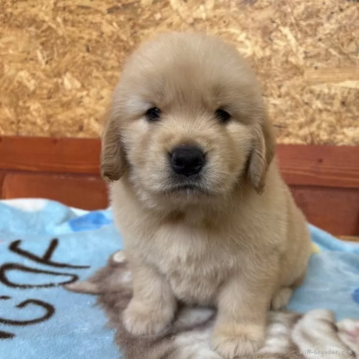ID：2507-00882の子犬