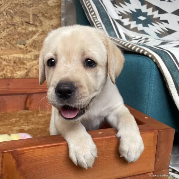 ID:2507-06213の子犬