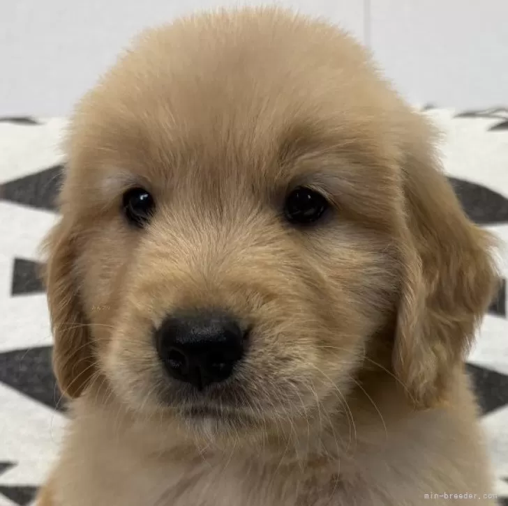 ID:2507-01358の子犬